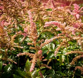 Čechrava Arendsova 'Bressingham Beauty' - Astilbe arendsii 'Bressingham Beauty'