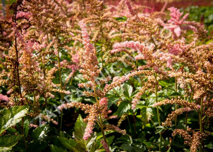 Čechrava Arendsova 'Bressingham Beauty' - Astilbe arendsii 'Bressingham Beauty'