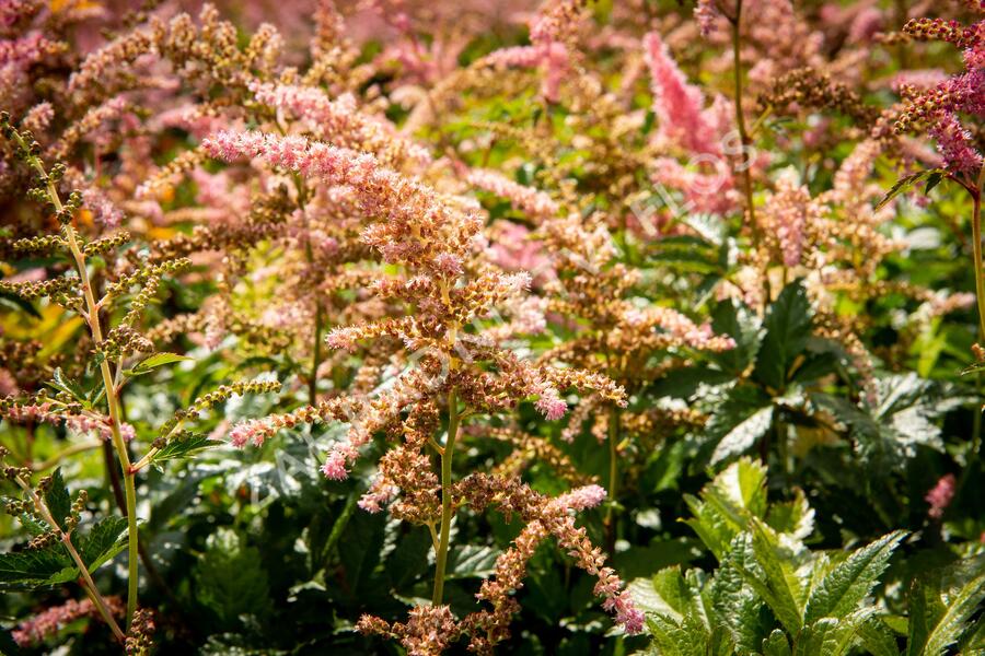 Čechrava Arendsova 'Bressingham Beauty' - Astilbe arendsii 'Bressingham Beauty'