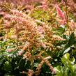 Čechrava Arendsova 'Bressingham Beauty' - Astilbe arendsii 'Bressingham Beauty'