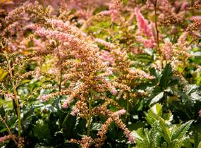 Čechrava Arendsova 'Bressingham Beauty' - Astilbe arendsii 'Bressingham Beauty'