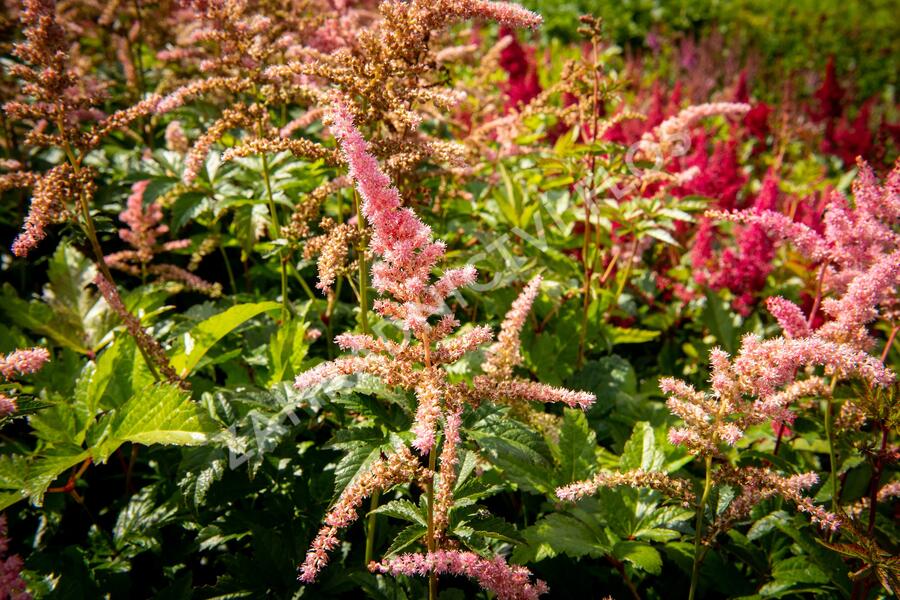 Čechrava Arendsova 'Bressingham Beauty' - Astilbe arendsii 'Bressingham Beauty'