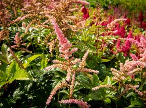 Čechrava Arendsova 'Bressingham Beauty' - Astilbe arendsii 'Bressingham Beauty'