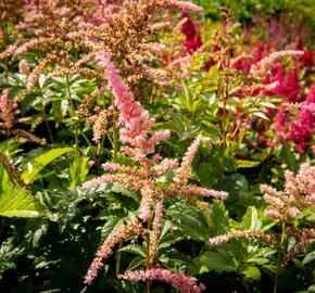 Čechrava Arendsova 'Bressingham Beauty' - Astilbe arendsii 'Bressingham Beauty'