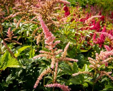 Čechrava Arendsova 'Bressingham Beauty'