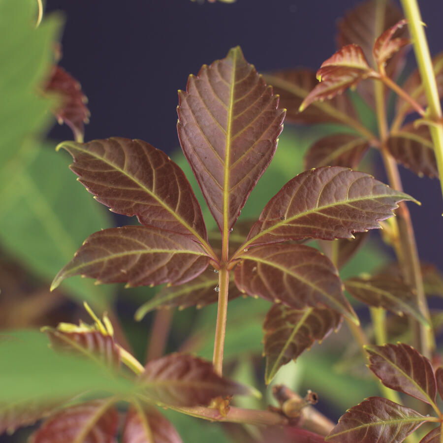 Přísavník Henryův - Parthenocissus henryana