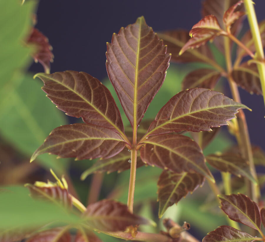 Přísavník Henryův - Parthenocissus henryana