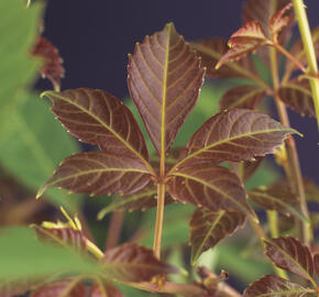 Přísavník Henryův - Parthenocissus henryana