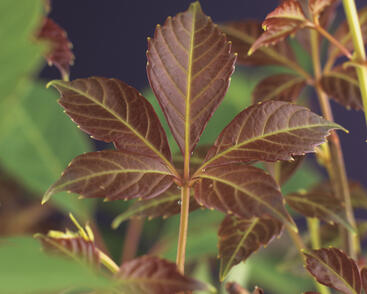 Přísavník Henryův