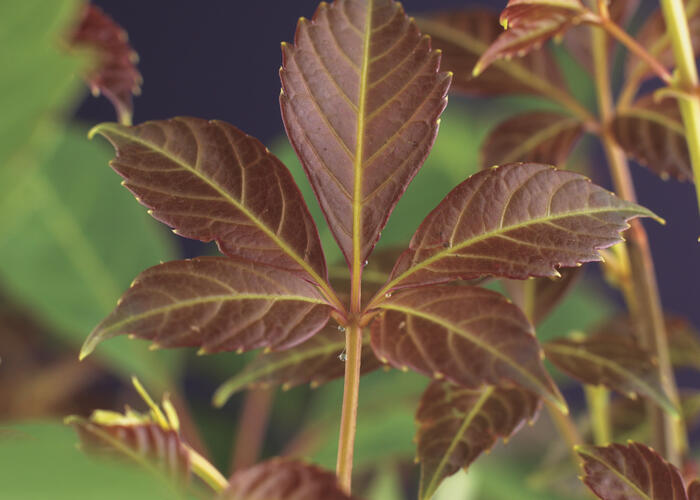 Přísavník Henryův - Parthenocissus henryana