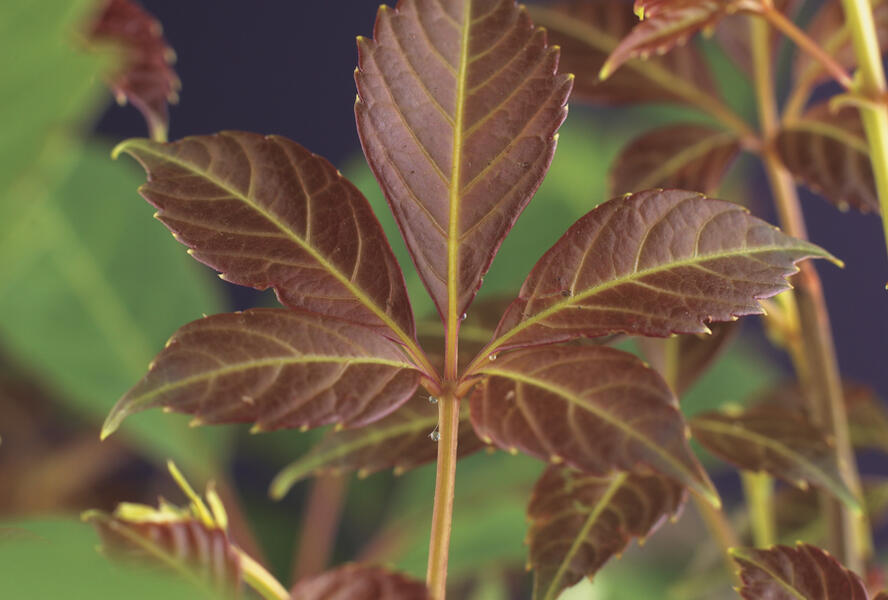 Přísavník Henryův - Parthenocissus henryana