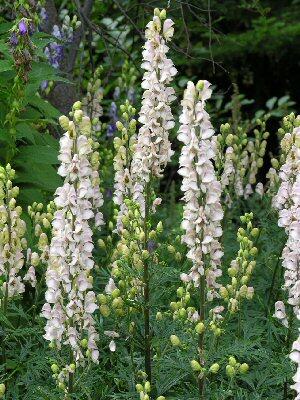 Oměj horský 'Gletschereis' - Aconitum napellus 'Gletschereis'