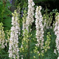 Oměj horský 'Gletschereis' - Aconitum napellus 'Gletschereis'