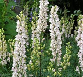 Oměj horský 'Gletschereis' - Aconitum napellus 'Gletschereis'