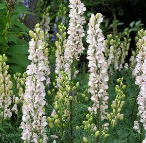 Oměj horský 'Gletschereis'