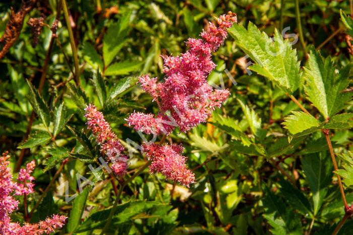 Čechrava Arendsova 'Anita Pfeifer' - Astilbe arendsii 'Anita Pfeifer'