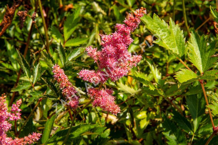 Čechrava Arendsova 'Anita Pfeifer' - Astilbe arendsii 'Anita Pfeifer'