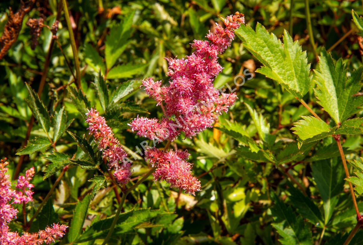 Čechrava Arendsova 'Anita Pfeifer' - Astilbe arendsii 'Anita Pfeifer'