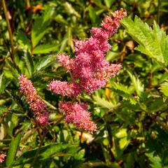 Čechrava Arendsova 'Anita Pfeifer' - Astilbe arendsii 'Anita Pfeifer'