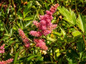 Čechrava Arendsova 'Anita Pfeifer' - Astilbe arendsii 'Anita Pfeifer'