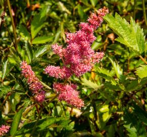 Čechrava Arendsova 'Anita Pfeifer' - Astilbe arendsii 'Anita Pfeifer'