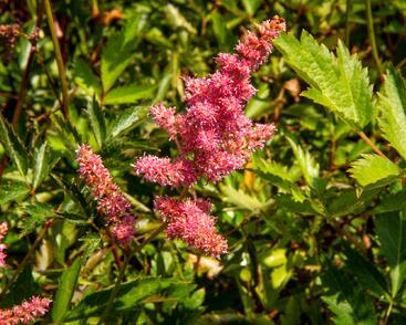 Čechrava Arendsova 'Anita Pfeifer'