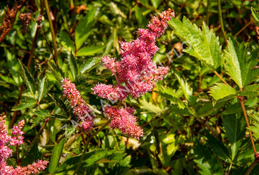 Čechrava Arendsova 'Anita Pfeifer' - Astilbe arendsii 'Anita Pfeifer'