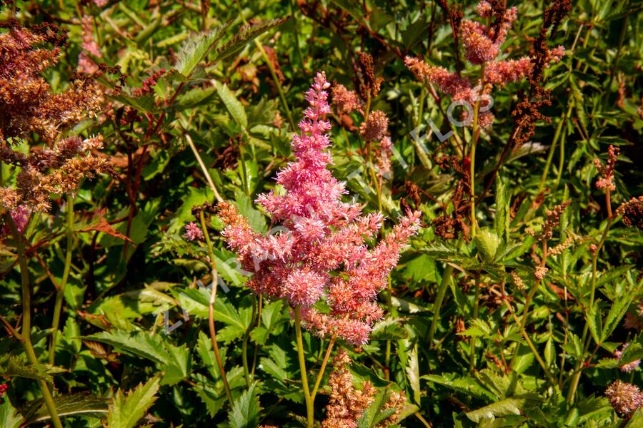 Čechrava Arendsova 'Anita Pfeifer' - Astilbe arendsii 'Anita Pfeifer'