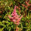 Čechrava Arendsova 'Anita Pfeifer' - Astilbe arendsii 'Anita Pfeifer'