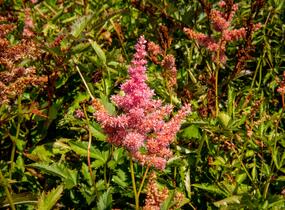Čechrava Arendsova 'Anita Pfeifer' - Astilbe arendsii 'Anita Pfeifer'