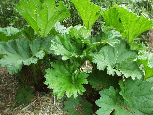 Barota rukávovitá - Gunnera manicata
