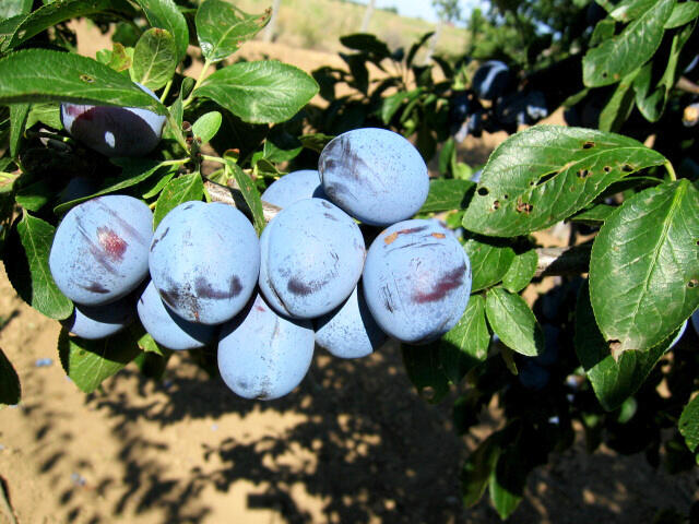 Pološvestka středně raná 'Wangenheimova' - Prunus domestica 'Wangenheimova'
