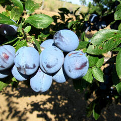 Pološvestka - středně raná 'Wangenheimova' - Prunus domestica 'Wangenheimova'