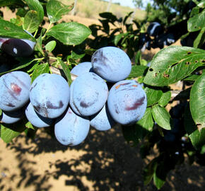 Pološvestka - středně raná 'Wangenheimova' - Prunus domestica 'Wangenheimova'