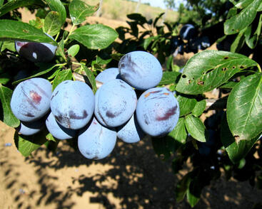 Pološvestka středně raná 'Wangenheimova'