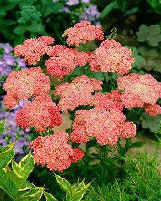 Řebříček obecný 'Wesersandstein' - Achillea millefolium 'Wesersandstein'