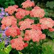 Řebříček obecný 'Wesersandstein' - Achillea millefolium 'Wesersandstein'