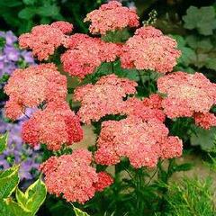 Řebříček obecný 'Wesersandstein' - Achillea millefolium 'Wesersandstein'