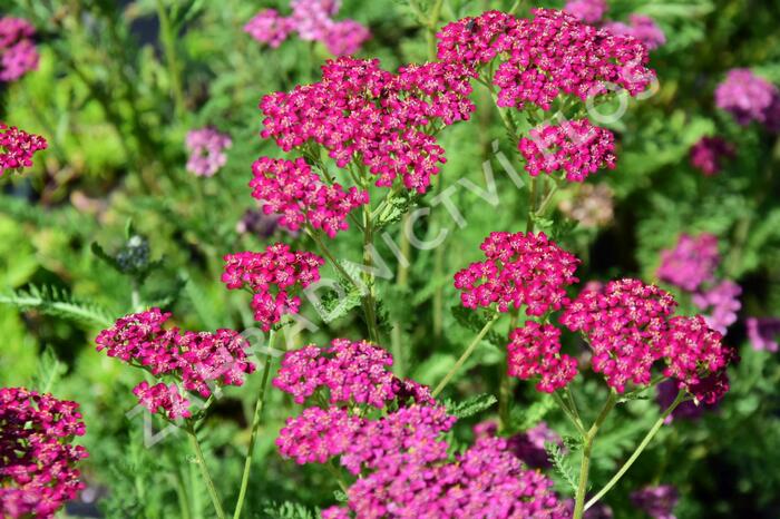 Řebříček obecný 'Velour' - Achillea millefolium 'Velour'