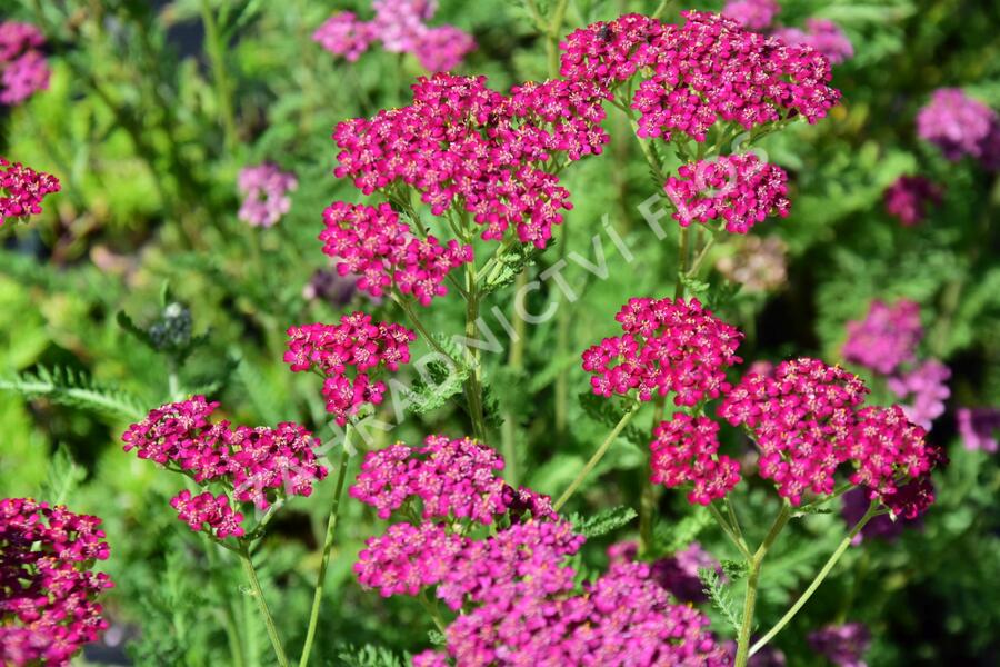 Řebříček obecný 'Velour' - Achillea millefolium 'Velour'