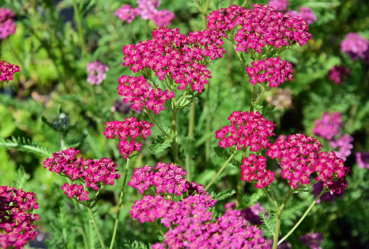 Řebříček obecný 'Velour' - Achillea millefolium 'Velour'