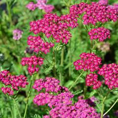 Řebříček obecný 'Velour' - Achillea millefolium 'Velour'