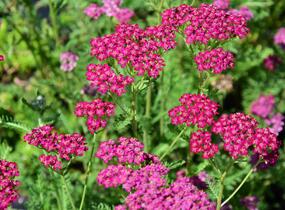 Řebříček obecný 'Velour' - Achillea millefolium 'Velour'