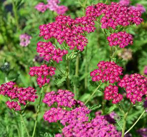 Řebříček obecný 'Velour' - Achillea millefolium 'Velour'