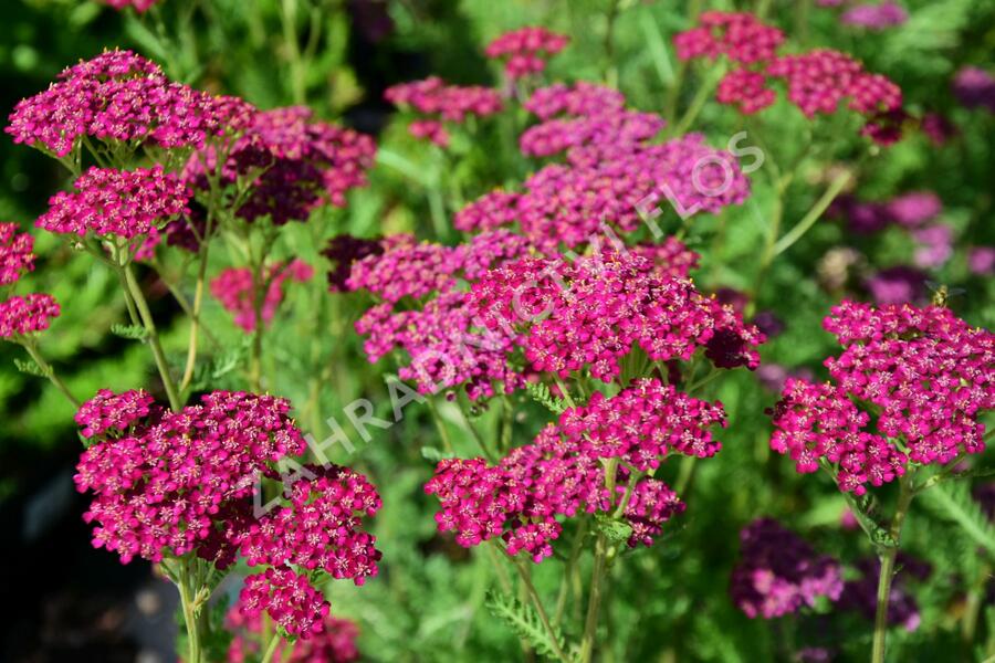 Řebříček obecný 'Velour' - Achillea millefolium 'Velour'