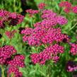 Řebříček obecný 'Velour' - Achillea millefolium 'Velour'