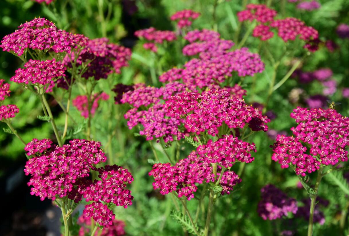 Řebříček obecný 'Velour' - Achillea millefolium 'Velour'