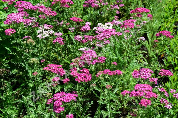 Řebříček obecný 'Excel' - Achillea millefolium 'Excel'