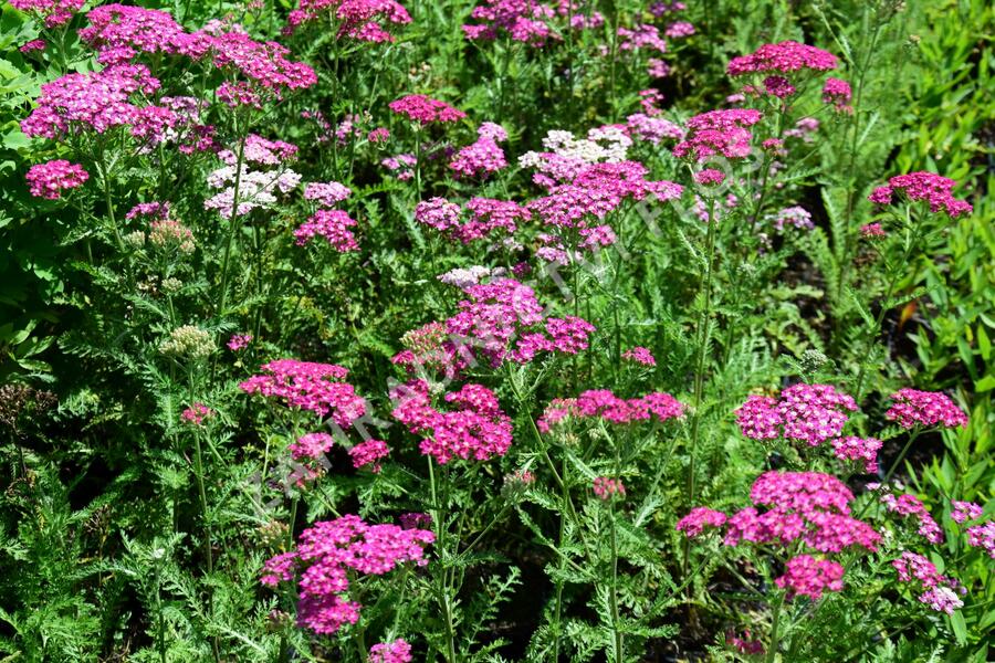 Řebříček obecný 'Excel' - Achillea millefolium 'Excel'