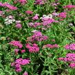 Řebříček obecný 'Excel' - Achillea millefolium 'Excel'